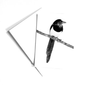 Magpie Illustration Card