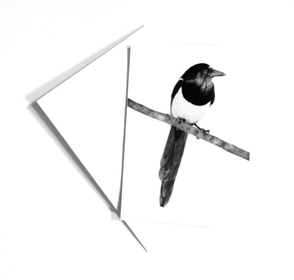 Magpie Illustration Card