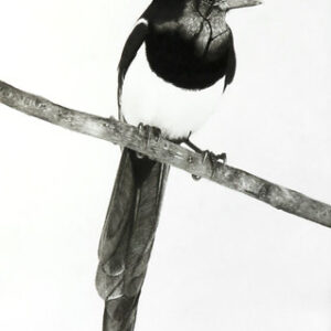 Magpie Illustration Gift Tag